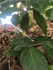 Argiope submaronica