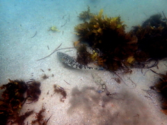 Platycephalus fuscus