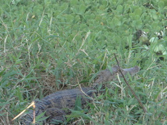 Caiman crocodilus chiapasius