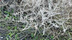 Allenrolfea occidentalis