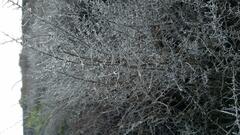Allenrolfea occidentalis