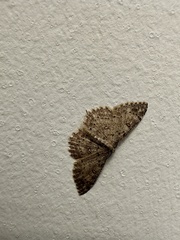 Cyclophora nanaria