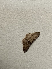 Cyclophora nanaria
