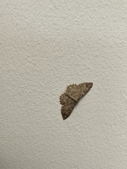 Cyclophora nanaria