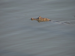 Caiman crocodilus chiapasius
