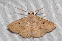 Ugia sundana