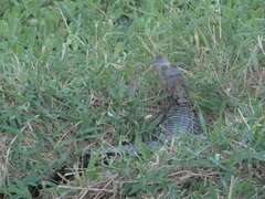 Caiman crocodilus chiapasius