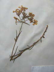 Phlox pilosa pilosa
