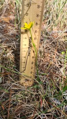 Hypoxis hygrometrica