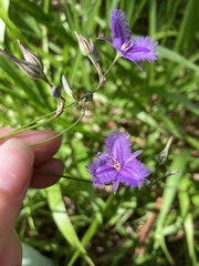 Thysanotus multiflorus