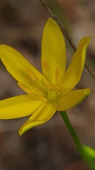Hypoxis hygrometrica