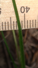 Hypoxis hygrometrica