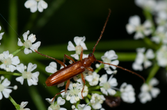 Astetholea pauper