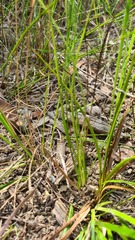 Hypoxis hygrometrica