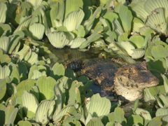 Caiman crocodilus chiapasius
