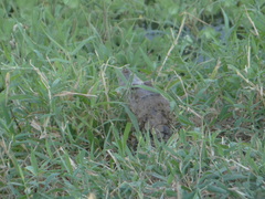 Caiman crocodilus chiapasius