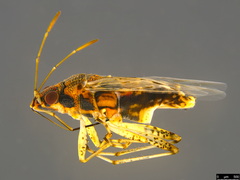 Nysius vinitor