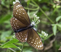 Euploea phaenareta