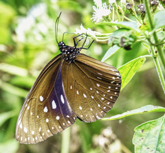 Euploea phaenareta