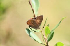 Paralucia pyrodiscus lucida