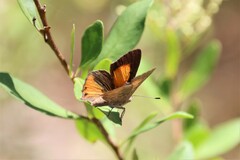 Paralucia pyrodiscus lucida