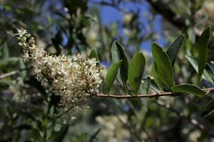 Bursaria spinosa spinosa