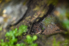 Duttaphrynus melanostictus