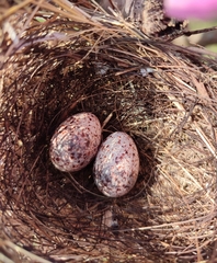 Pycnonotus