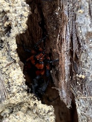 Tegea atropicta