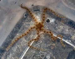 Ophiothrix