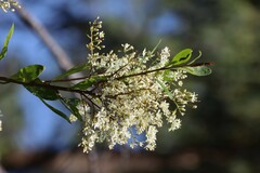 Bursaria spinosa spinosa