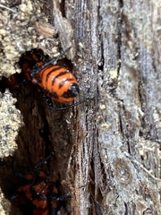 Tegea atropicta