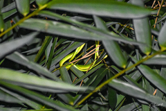 Ahaetulla
