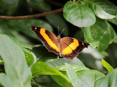 Yoma sabina