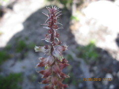 Lachenalia variegata