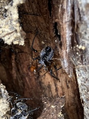 Tegea atropicta