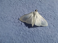 Diaphania costata
