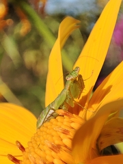 Odontomantis planiceps