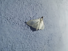 Diaphania costata