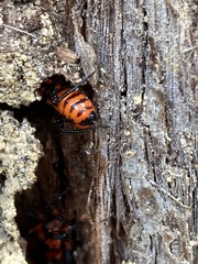 Tegea atropicta