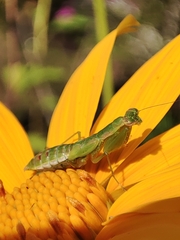 Odontomantis planiceps