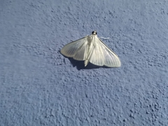 Diaphania costata