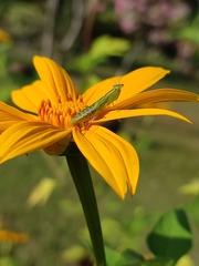 Odontomantis planiceps