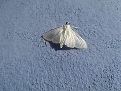 Diaphania costata