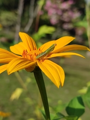 Odontomantis planiceps