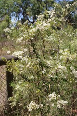 Bursaria spinosa spinosa
