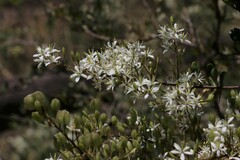 Bursaria spinosa spinosa