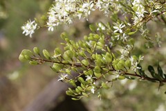 Bursaria spinosa spinosa