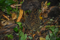 Duttaphrynus melanostictus