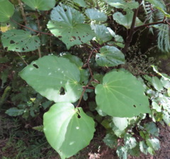 Piper excelsum excelsum